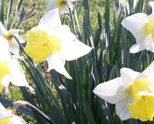 Osterglocken im Pfarrgarten